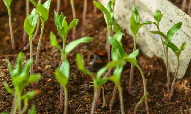 Du bio dans vos formations- Alimentation, HoReCa et Agronomie- 15 octobre 2024